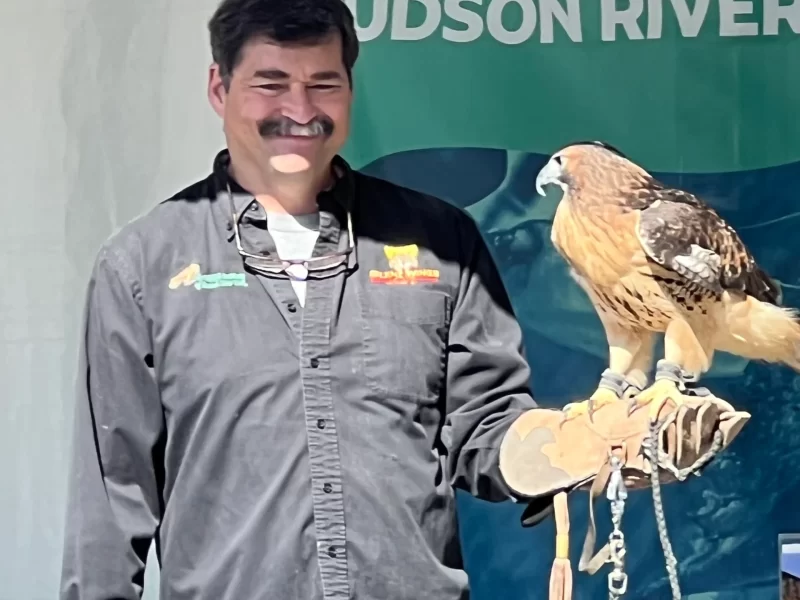 Performer holding an eagle on his eagle glove